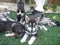 puppy#8 Malamute Female mix puppy FOR ADOPTION in Tracy CA