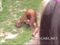 monkey-peeing-in-his-own-mouth.html