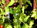 Tomatoes in Container