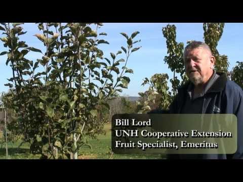 how to decide where to plant trees in yard