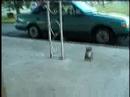 cat with half a tail