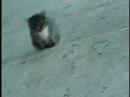 cat with half a tail
