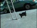 cat with half a tail