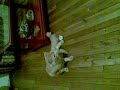 GATO DANDO VUELTAS