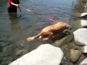 Doc swims (1)