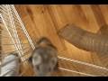 videos de Angel & Ember Doing Pullups