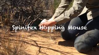 biodiversity surveys at Mt Gibson