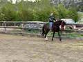 Rocky Mountain Horse for Sale: Black Sam's Shadow