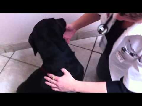 Labrador Retriever Gets Microchip