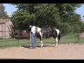 videos de Gaited homozygous Missouri Foxtrotter 4 sale round pen video