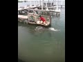 TarponBelize.MOV