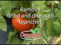 Osmocote Gardening Tip 23 Tomatoes Osmocote Gardening Tip 23 Tomatoes