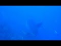 Dive in Lembongan - MolaMola
