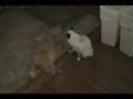 Artie vs. Luna 2