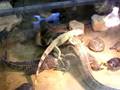 reptile pile