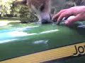 Dog Cleaning John Deere