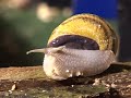 French couple produce snail caviar