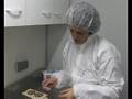 French couple produce snail caviar