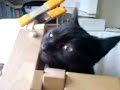 Ebony & Onyx being playful Ebony & Onyx being playful