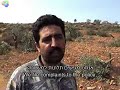 Jewish Settler Psycho's Attack Palestinian Olive Farmers- Oct 2009