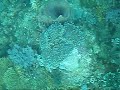 Found Nemo