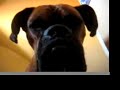OSCAR THE BOXER\ OSCAR THE BOXER\