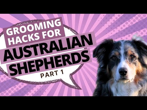 how to care australian shepherd