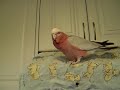 Stanley the Galah Stanley the Galah