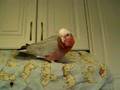 Stanley the Galah