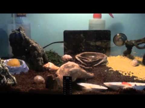 how to provide humidity for hermit crabs
