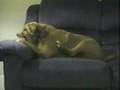 Chien De Regis Est Un Con