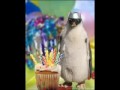 mala chaw shin happy birth day to you