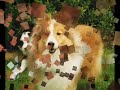my pets
