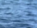 Australia - Avistamiento ballenas