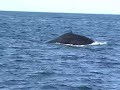 Australia - Avistamiento ballenas