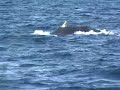 Australia - Avistamiento ballenas
