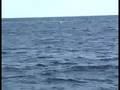 Australia - Avistamiento ballenas