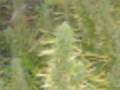 videos de smoke weed all day kamil