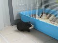 mon cochon dinde male aupres de mes rtas mon cochon dinde male aupres de mes rtas
