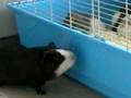 mon cochon dinde male aupres de mes rtas