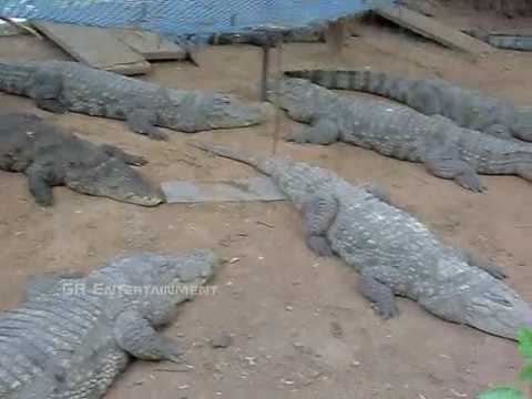 Mugger Crocodile