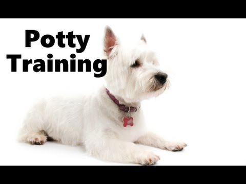 how to train west highland terrier puppies