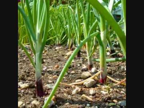 how to replant green onions