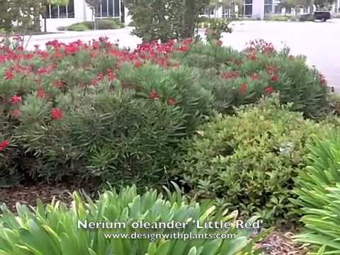 how to fertilize oleanders