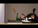 youtube - roger the cat (animation).mp4 youtube - roger the cat (animation).mp4
