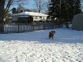 Buddy in the Snow 2006
