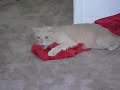 Cat Wrestles Towel