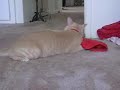 Cat Wrestles Towel