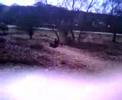New Forest Buggying