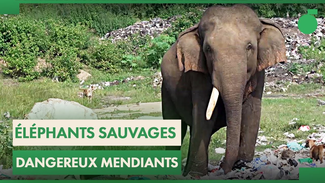 Documentaire Sri Lanka des éléphants de plus en plus dangereux